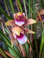 Maxillaria Sanguinea - burgundy-rot blühende Miniatur Orchid