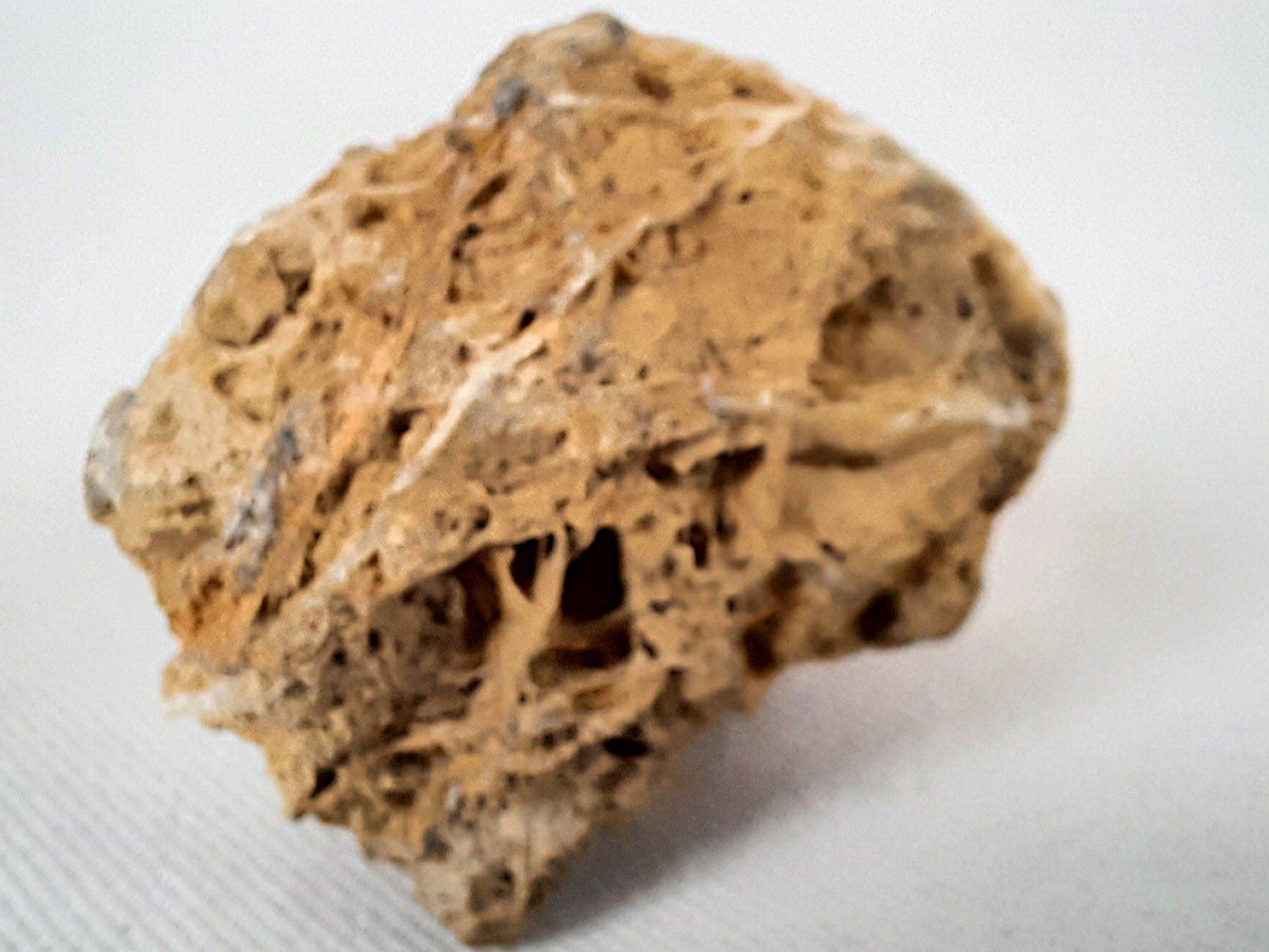 Fossili: Diverse Fossilien – Usato da Beinwil am See venduto da Restwert_Beinwil 1