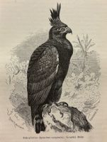 Orig. Holzstich 1876 - Schopfadler, Adler