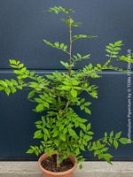 Zanthoxylum Piperitum - Szechuanpfeffer - Küchengewürz