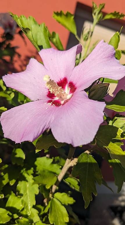 Plantes & graines: Hibiscus  – D'occasion à Möhlin par chrisscat