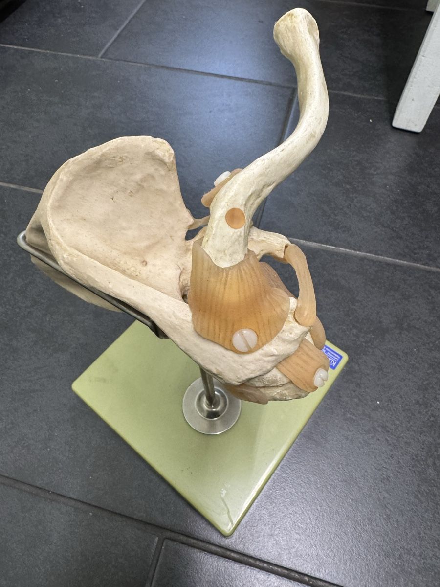 Attrezzature mediche: Funktionsmodell Knie | Schulter  – Usato da Orpund venduto da Rhodes0 4