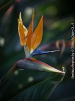 Strelitzia Reginae - kräftige Bio-Nachzucht - eigene Aussaat