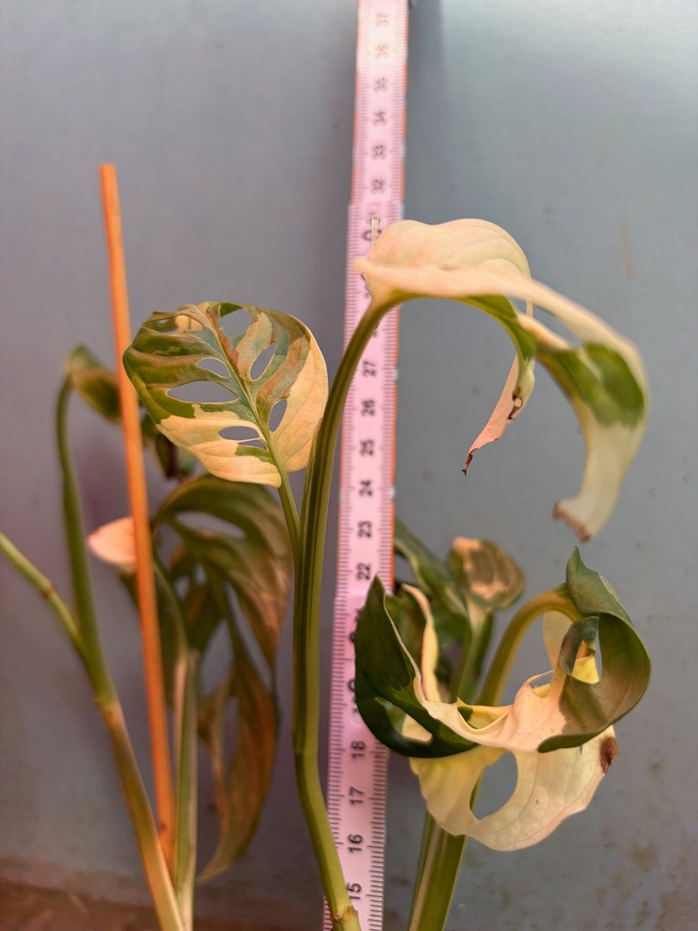 Plantes & graines: Monstera adansonii variegata (Monkey Leaf), getopfte Pflanze – Neuf (Voir description) à Winterthur par Aniger 3