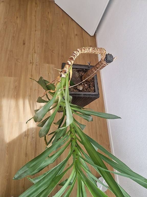 Plantes & graines: Pflanze inkl. Topf – D'occasion à Rickenbach b. Wil par steinsel 1