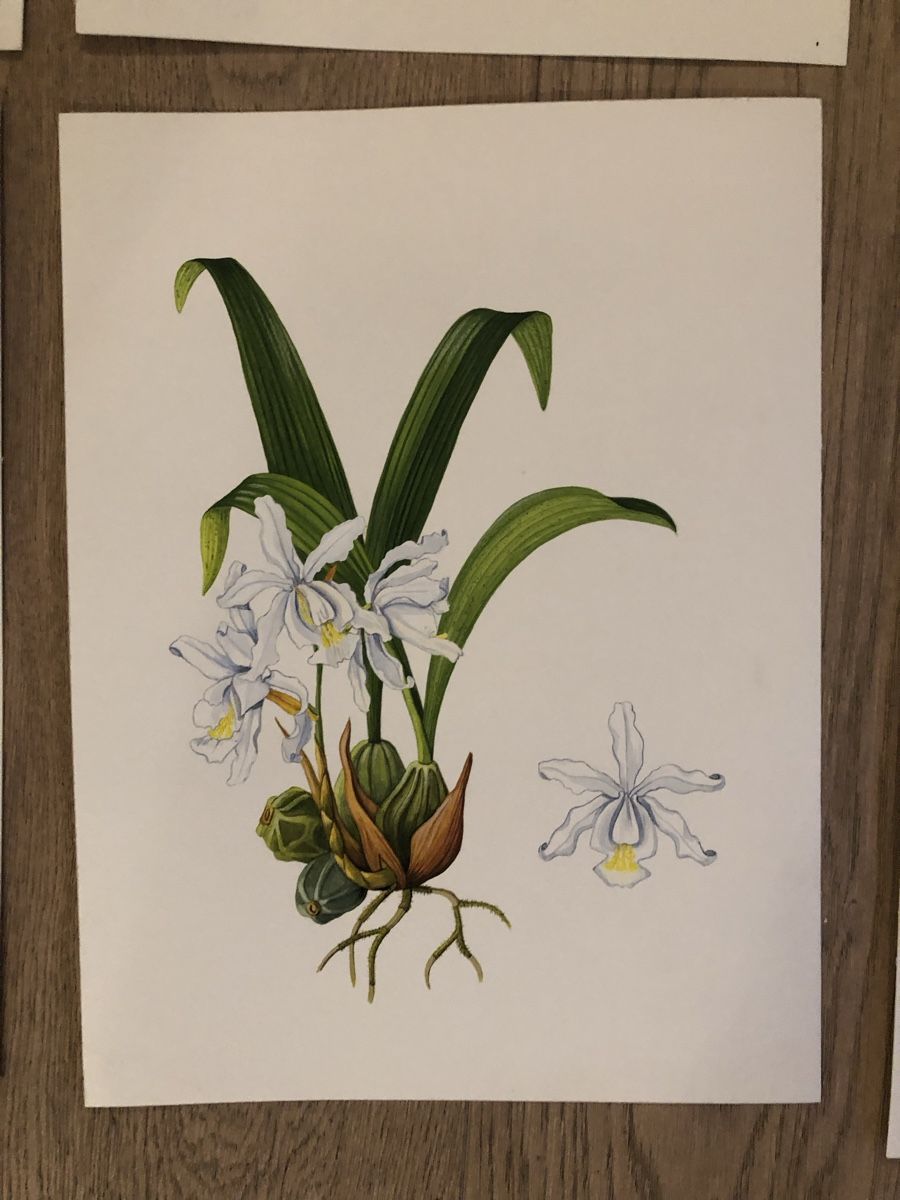 Tableaux: 12 handgemalte Orchideen-Bilder, Originale – D'occasion à Versoix par chr_2rpz 7