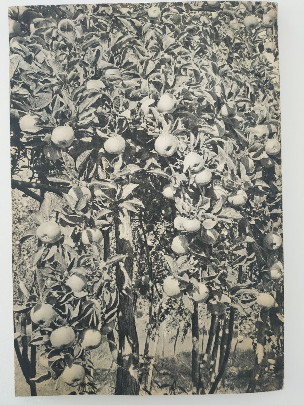 Libri: Seltenes Buch: Schädlingsbekämpfung im Obstbau, antik 1940 – Usato da Gipf-Oberfrick venduto da minini 9