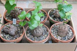 Dioscorea elephantipes, Elefantenfuss - Caudexpflanze, Sukku
