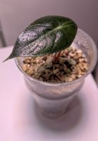 Alocasia Polly baby