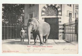 1904 Zoo Basel,  Basel-Stadt Elefant Miss Kumbuk, Raritäten
