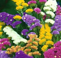 Ab 5.- fr 20 Samen Unsterbliche Blume: STATICE