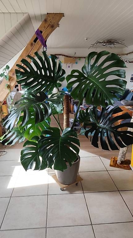 Pflanzen & Samen: Wunderschöne große Monstera  – Gebraucht aus Flurlingen von thinkfree 3