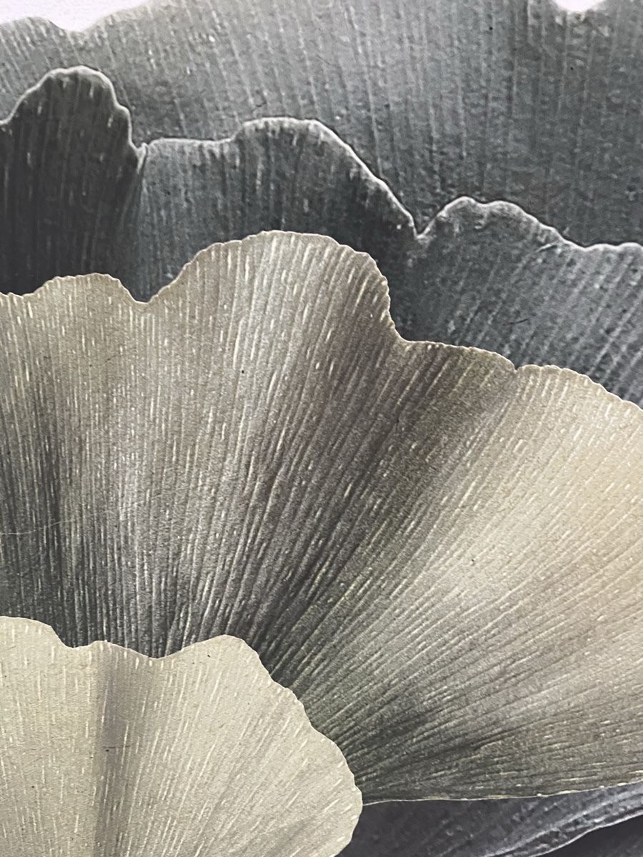 Foto & Immagini: Ginko Bild auf Leinwand – Nuovo (secondo la descrizione) da Wermatswil venduto da -secondchance- 3
