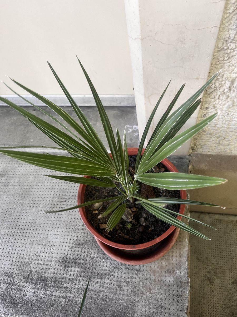 Piante & sementi: Palme, ca.50 cm. Gesunde, immergrüne – Usato da Möhlin venduto da mil_h55x 1
