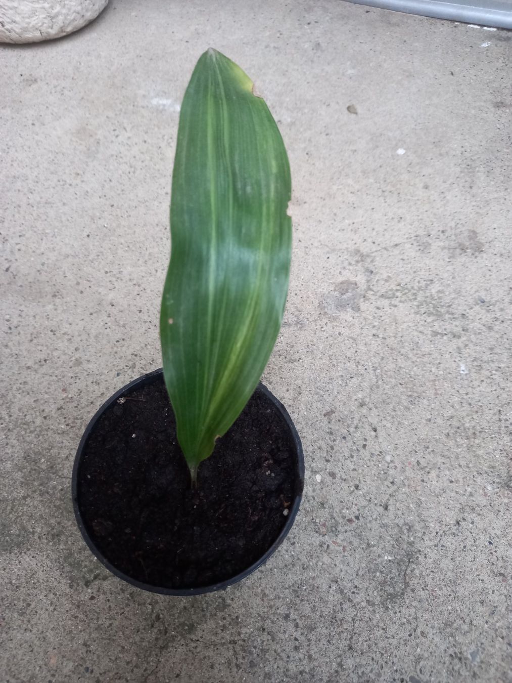 Piante & sementi: Aspidistra variegata – Usato da Mendrisio venduto da Spesetta