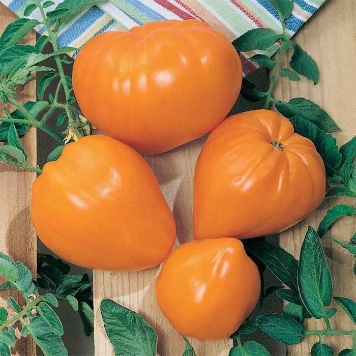 Piante & sementi: 50 Samen GERMAN ORANGE Strawberry Tomate – Nuovo (secondo la descrizione) da Ehrendingen venduto da VerveinaSamen 3