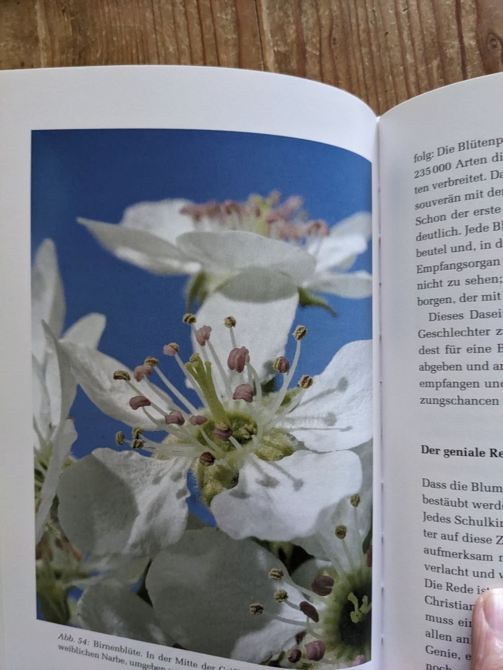 Libri: Volker Arzt: KLUGE PFLANZEN – Nuovo (secondo la descrizione) da Rotkreuz venduto da eulennest 3