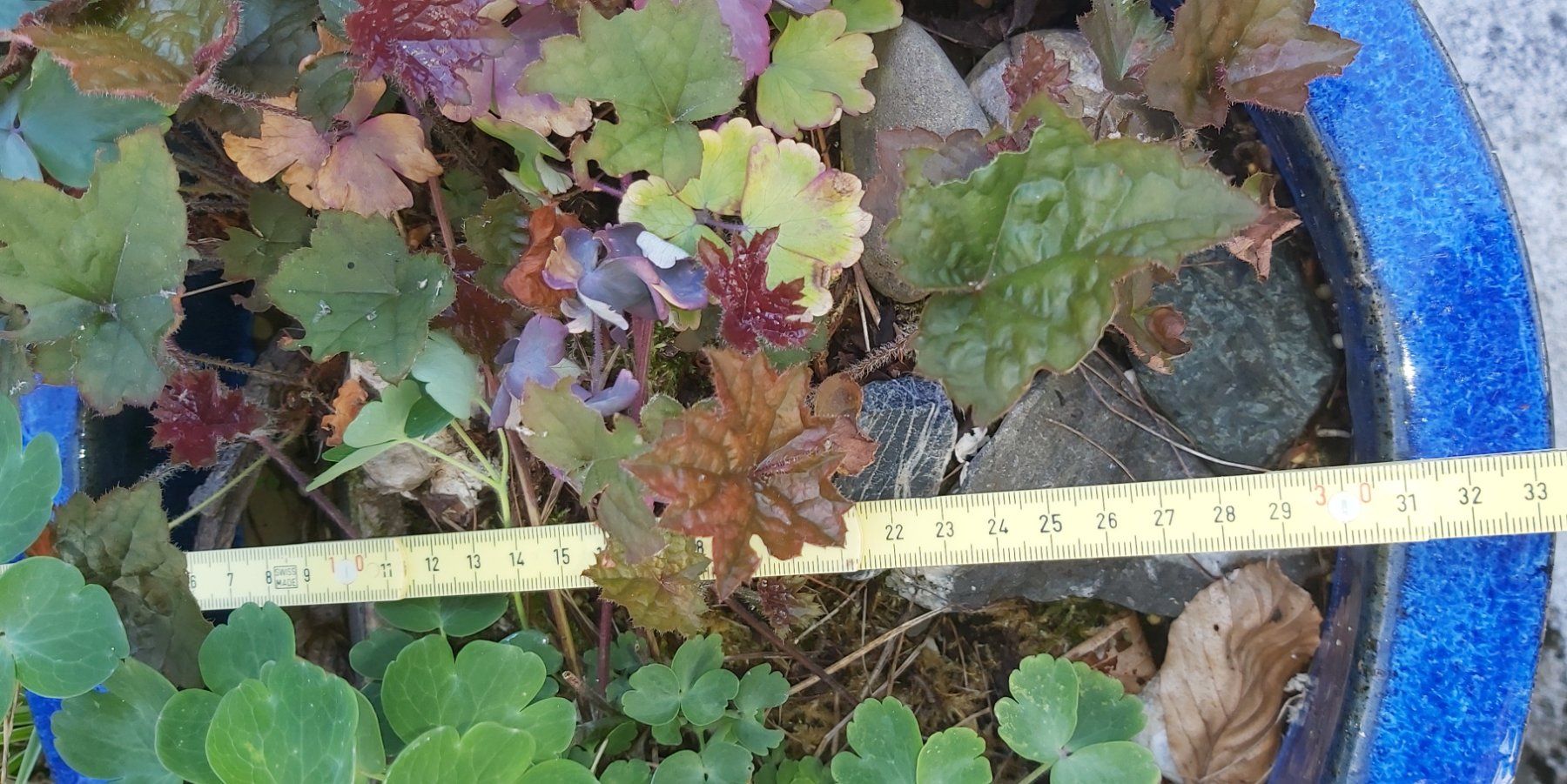 Vasi per fiori: Blauer Keramiktopf mit Bepflanzung – Usato da Greppen venduto da 86Sina 2