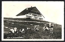 AK Chasseral, Hotel mit Kuhherde, 1953