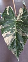 🤩Alocasia Regal Shield Pink/Albo Variegata Rhizom 
