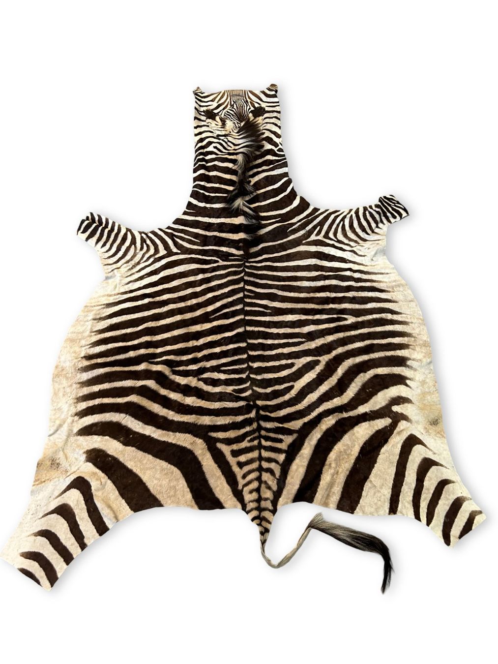 Il mondo degli animali: Echtes Hartmann Zebrafell mit Mähne – Usato da Zürich venduto da Restwert_Zuerich