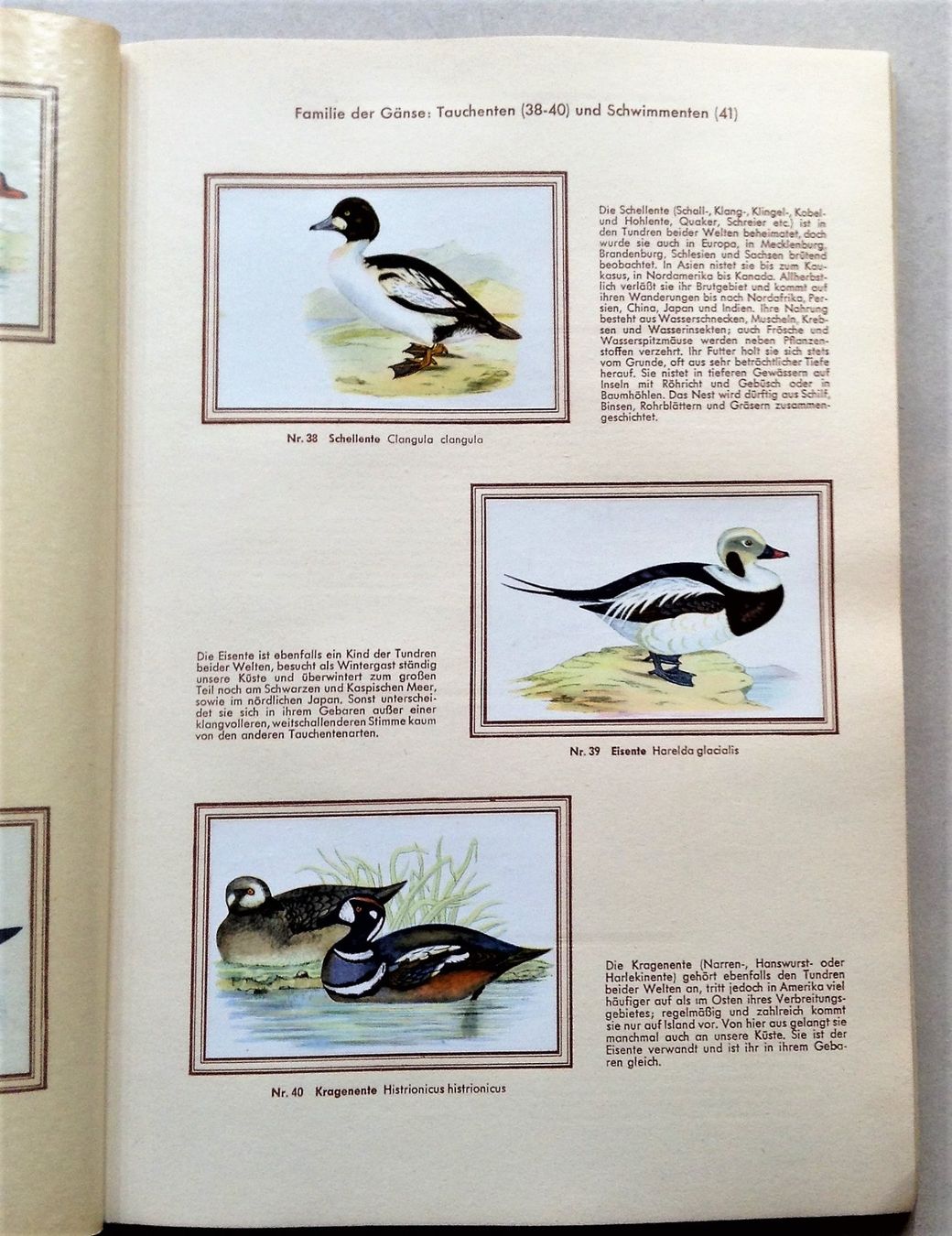 Libri: Buch: Bunte Vögel aus aller Welt – Usato da Alpnach Dorf venduto da MZ001 4
