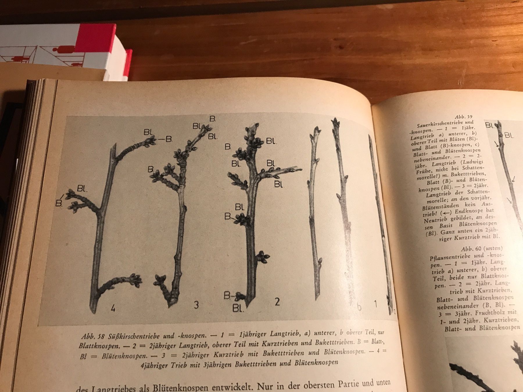 Libri: Obst aus unserem Garten – Usato da Schliern b. Köniz venduto da Corinu59 2