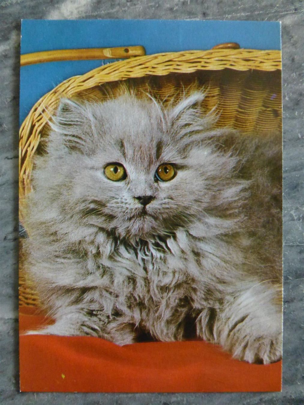 Cartoline postali: Ansichtskarte Katze – Usato da Basel venduto da Falconis