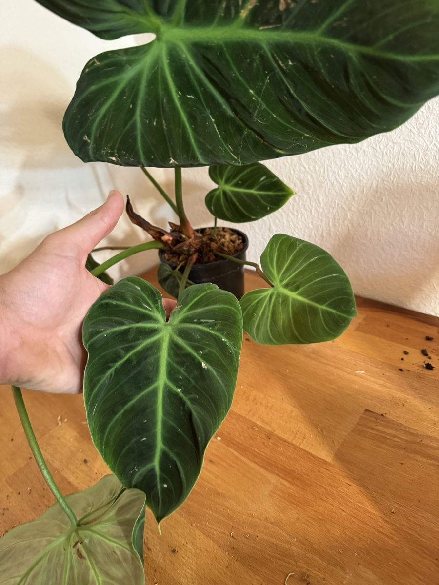Pflanzen & Samen: Philodendron rubrijuvenilum El Choco Red – Gebraucht aus Männedorf von mrclst 2