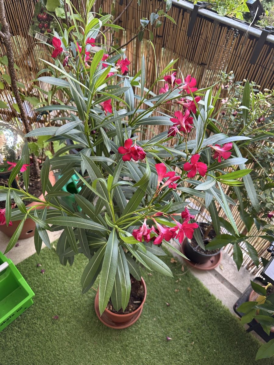 Piante & sementi: Oleander Stämmchen rot – Usato da Bern venduto da womiman 2