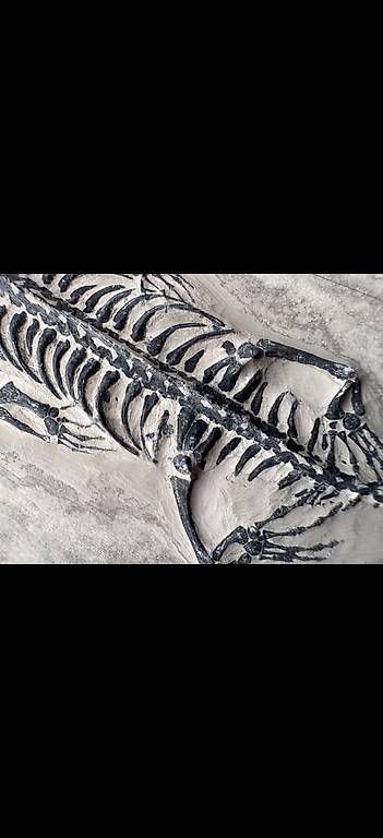 Fossili: Keichousaurus Fossil – Usato da Abtwil AG venduto da dca_gch7 3