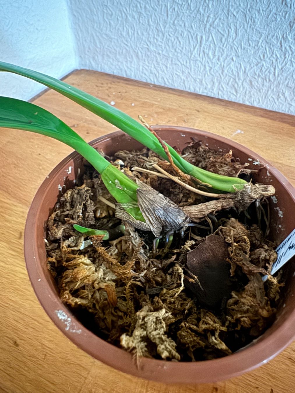 Plantes & graines: Bulbophyllum makoyanum – D'occasion à Männedorf par mrclst 3