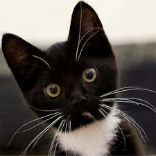 Profile image of Syrah3