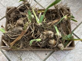Schwertlilien Iris, Knollen lila