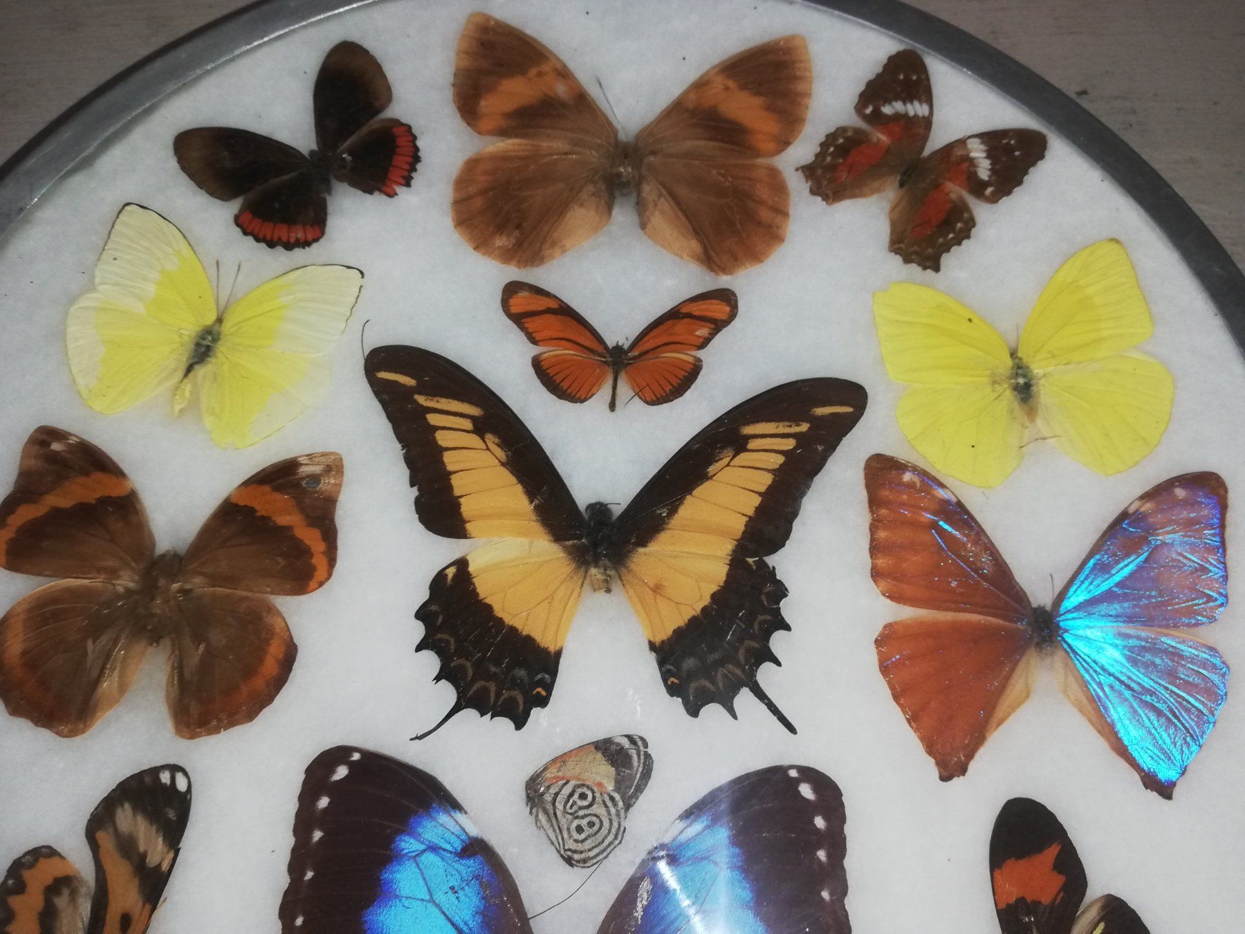 Il mondo degli animali: Echte Schmetterlinge hinter Glas – Usato da Aarburg venduto da Emelie 2