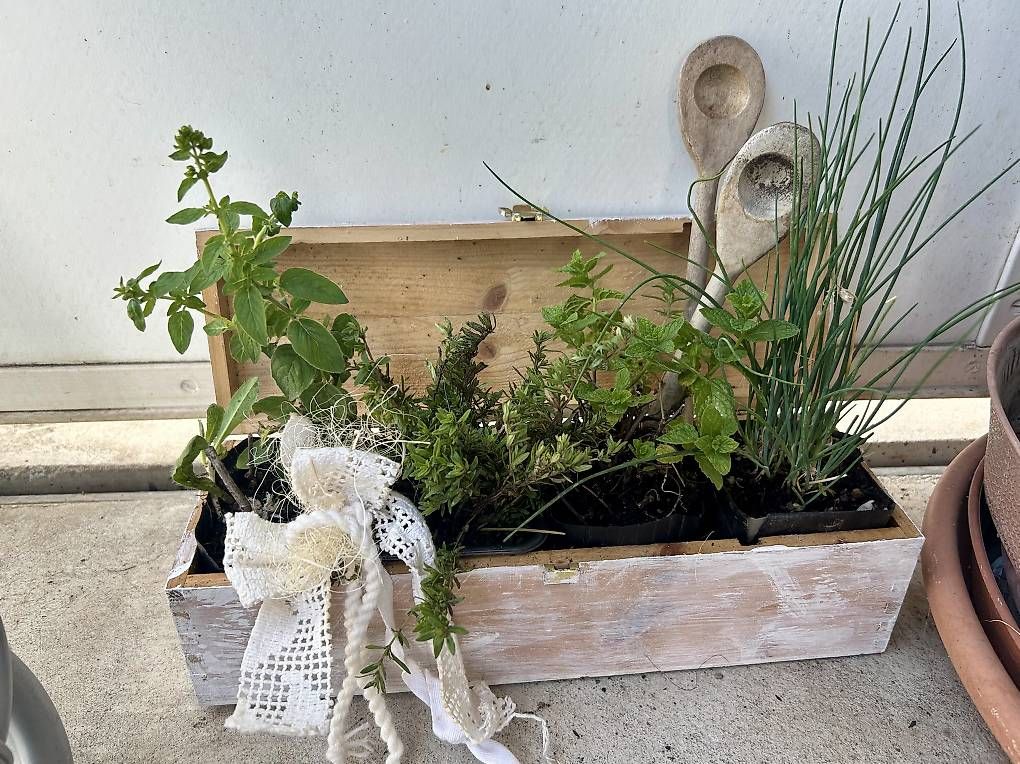 Vasi per fiori: Kräuterkistli – Usato da Frauenfeld venduto da Irene.Schuppli 4