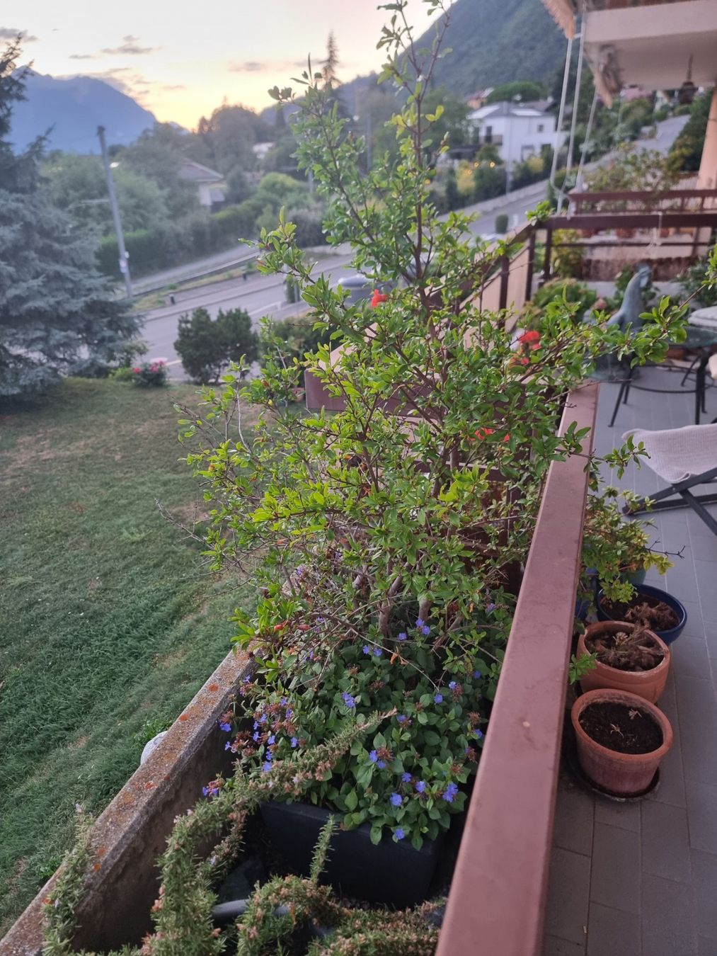 Piante & sementi: Grenadier / Pomegranate Plant - 100cm – Usato da Lausanne venduto da gdb01 1