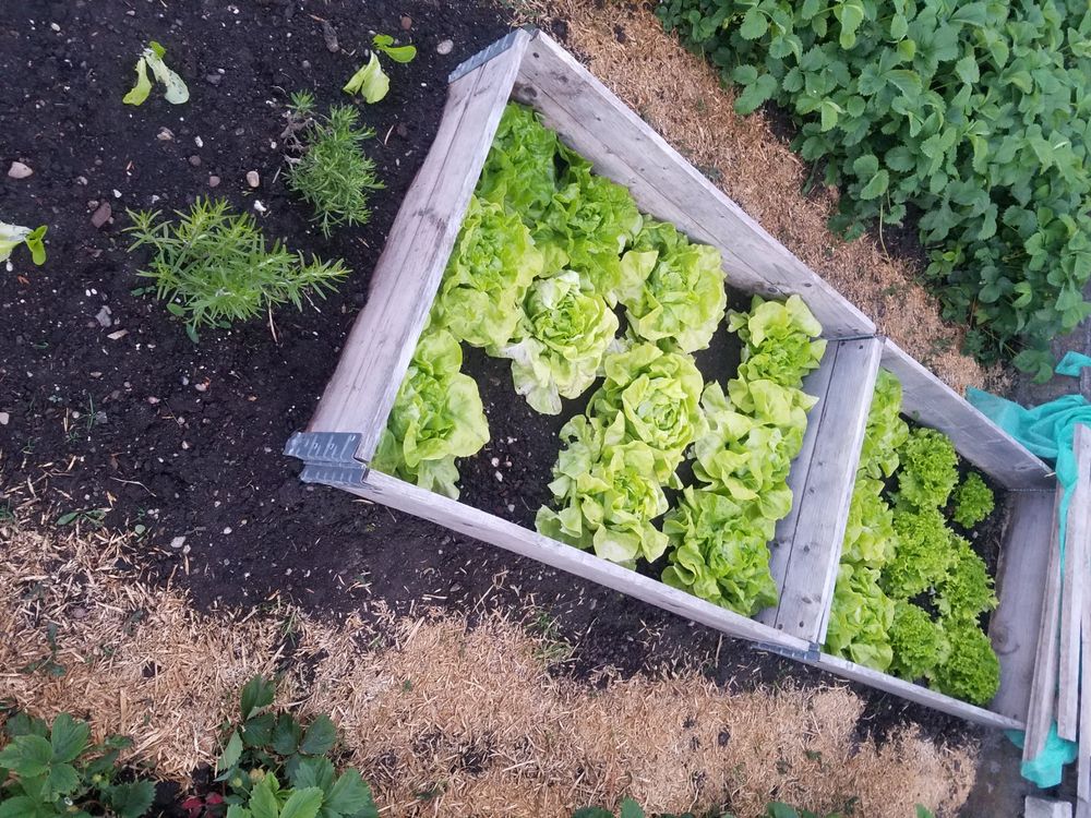 Garten Hochbeet Palettenrahmen Faltrahmen Sauber Kaufen auf Ricardo