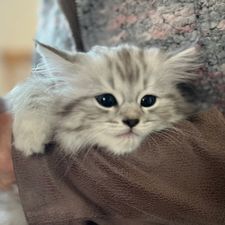 Profile image of Lilie2pink