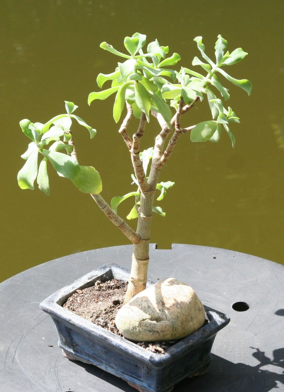 Plantes & graines: BONSAI  -  Geldbaum – D'occasion à Gretzenbach par Sikim