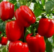 100 Samen Susse Paprika ROT