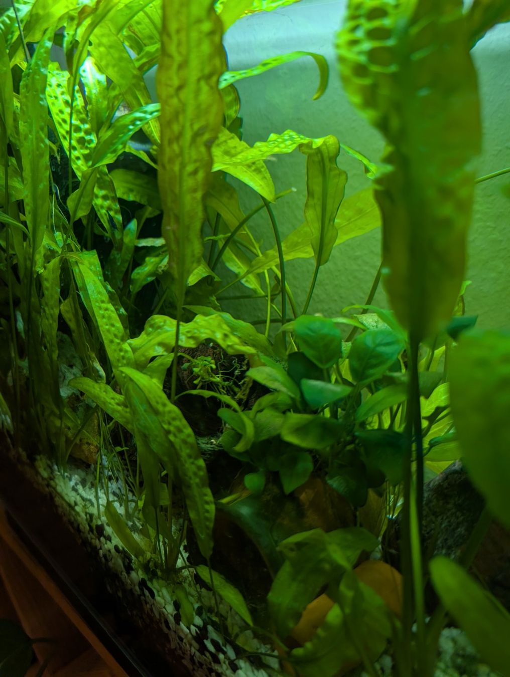 Amazonas Acquari: Amazonas World E-40 Aquarium 34L with LED light, upgraded fi – Usato da Zürich venduto da deb_n55g 6