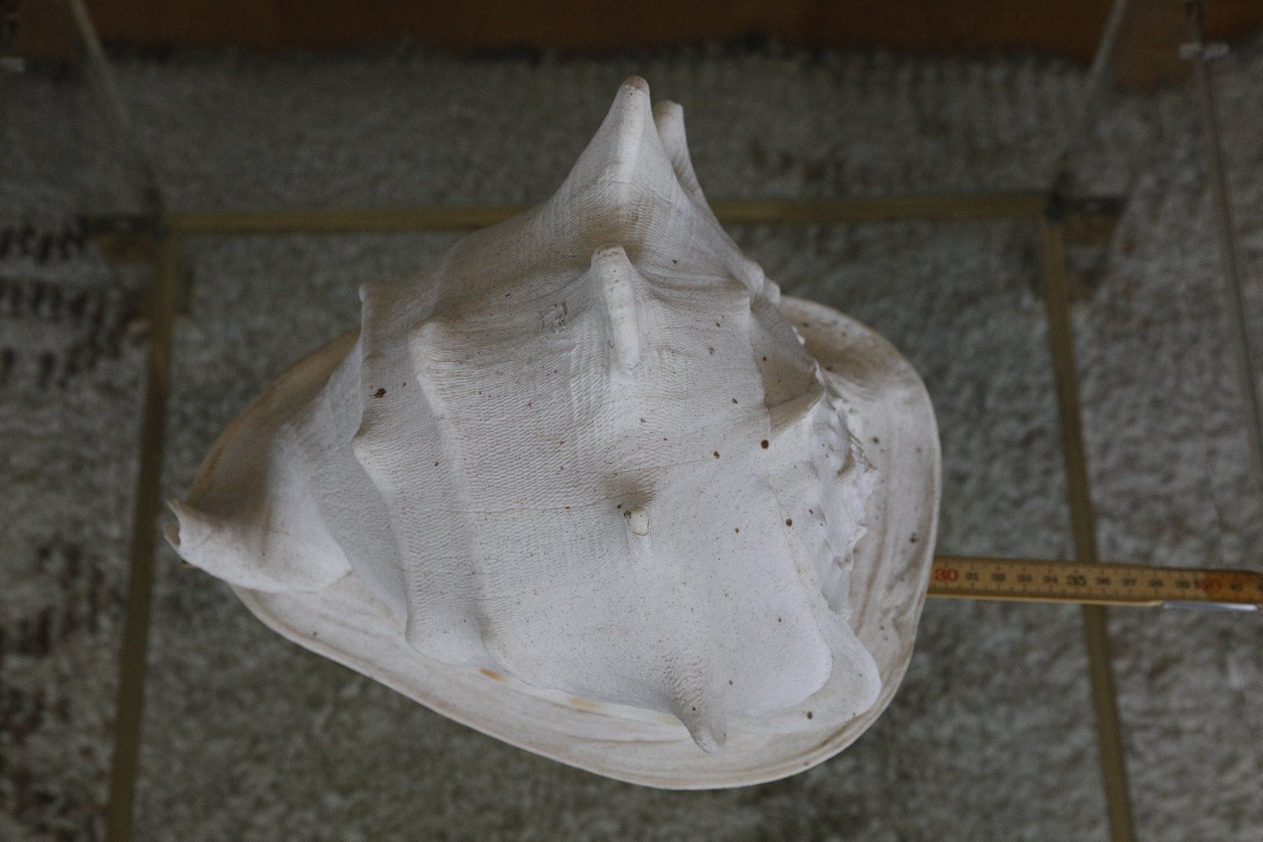 Tutte le decorazioni: Grosse Cassis Cornuta Muschel, 29 cm – Usato da Zürich venduto da evolve1 1