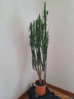 Kaktus cm 150cm hoch (Euphorbia trigona)