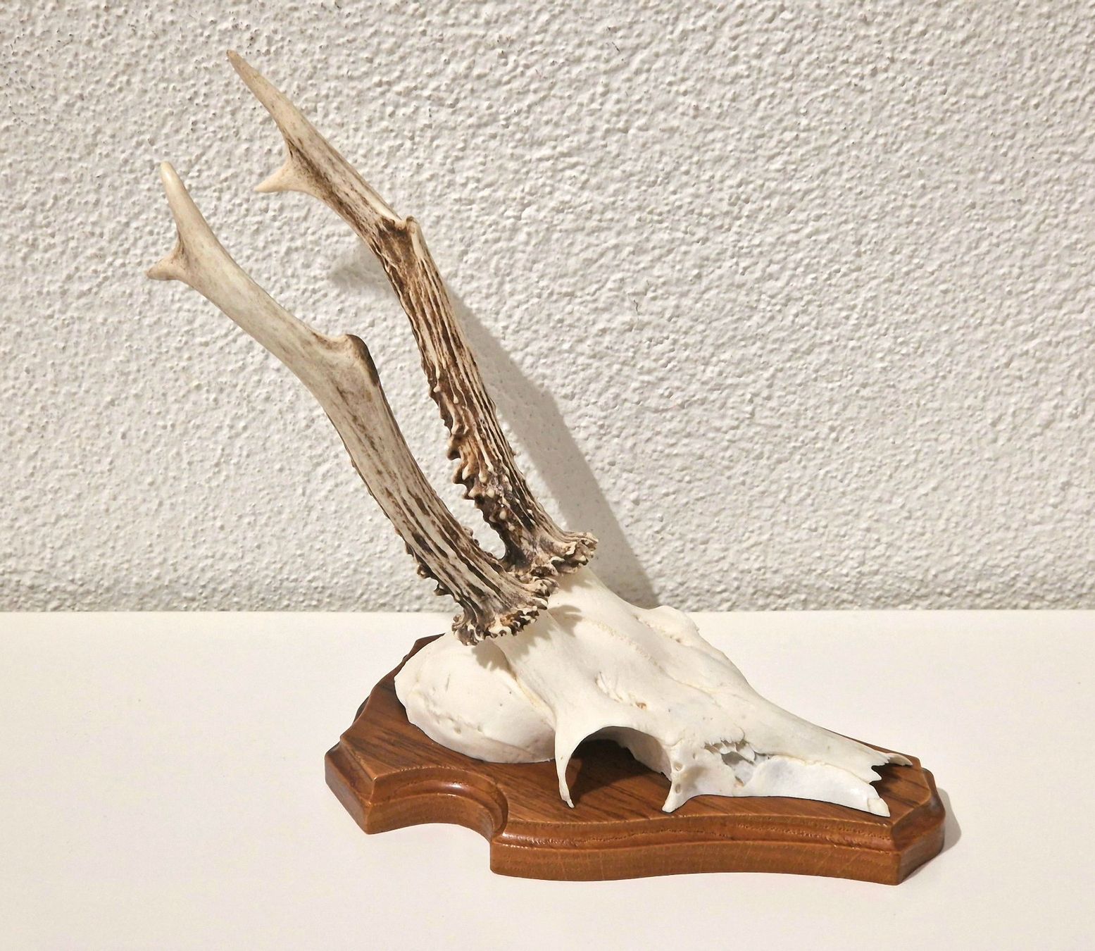 Il mondo degli animali: Jagdtrophäe – Rehbock-Gehörn – Usato da Zürich venduto da New_username