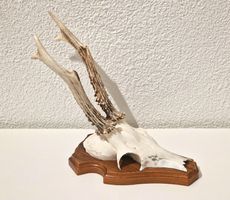 Jagdtrophäe – Rehbock-Gehörn
