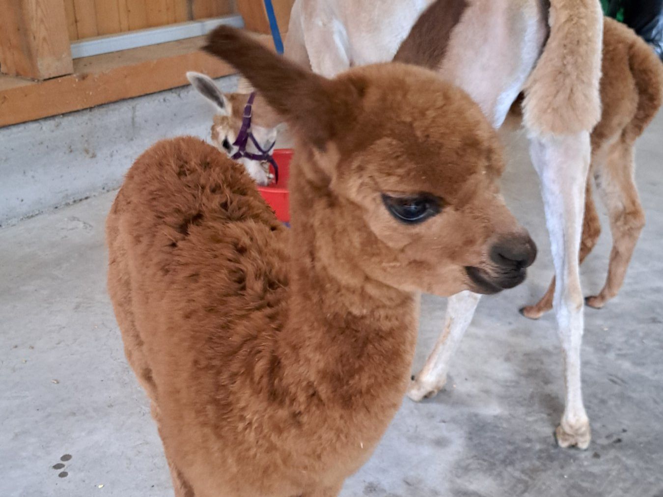 Wolle: Baby-Alpaka Rohwolle – Neu (gemäss Beschreibung) aus Rothenburg von mitri 4