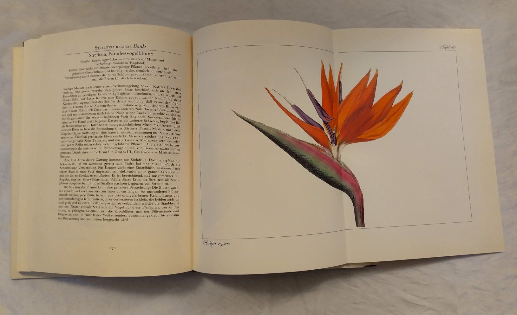 Libri: Curtis' Wunderwelt der Blumen - Buch mit 120 Tafeln – Usato da Bellach venduto da JingleJerry 8