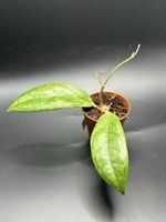 Hoya Finlaysonii (1-4)