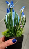 Künstliche Muscari Pflanze 20 cm im Topf Blau/Rosa